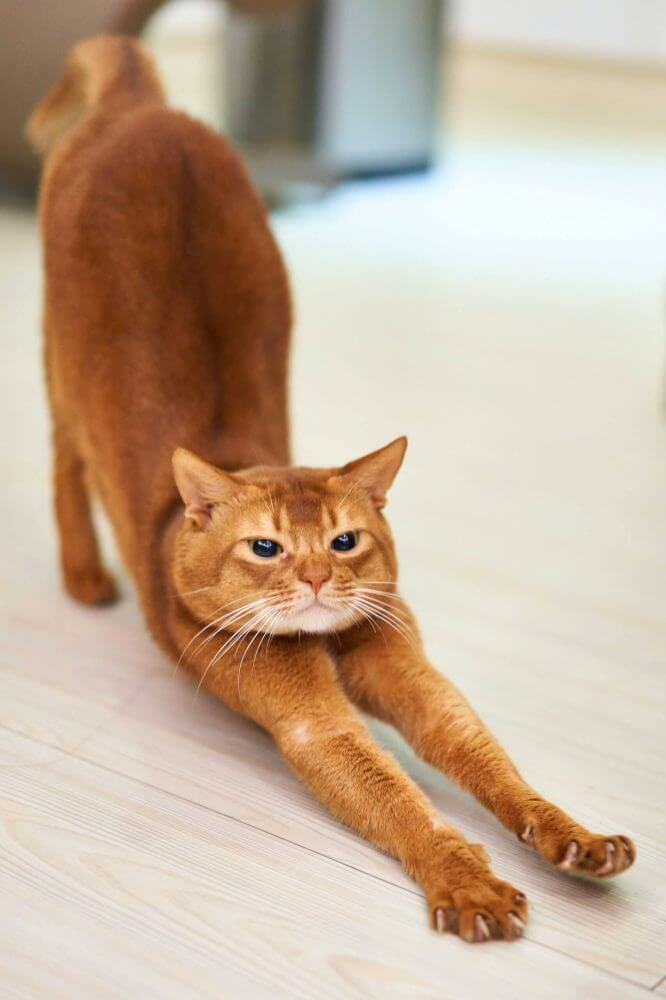 Nama Kucing Jantan Orange